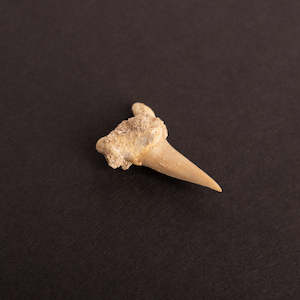 Sharks Tooth