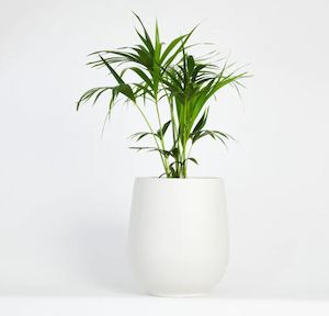 Plants 1: Plants (Hire Price & Pickup Only)