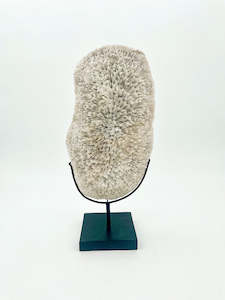 Decorative Fungia Scuderia Coral