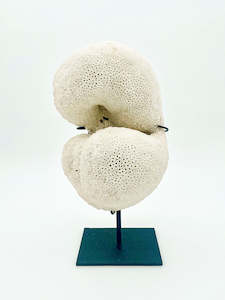 Decorative Natural Brain Coral