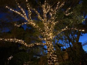 24V String Fairy Lights 5M – cool white or warm white LED on BLACK wire