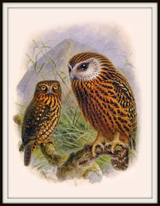 Nz Retro Prints: Bullers Birds - Morepork Owl- Ruru Vintage Print