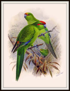 Bullers Birds - Kakariki - Parrot Vintage Print