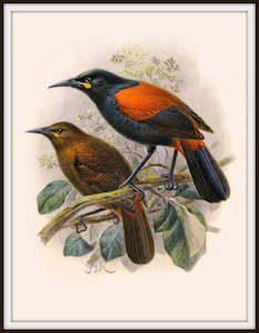 Bullers Birds - Saddleback Bird Vintage Print