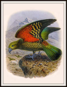 Bullers Birds - Kea Bird Vintage Print
