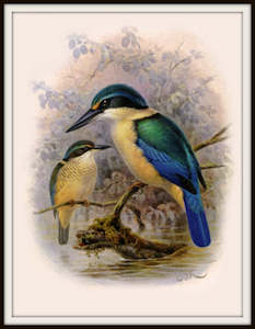Nz Native Bird Vintage Prints Bullers Birds: Bullers Birds - Kingfisher Bird Vintage Print