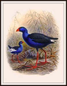 Bullers Birds - Pukeko Bird Vintage Print