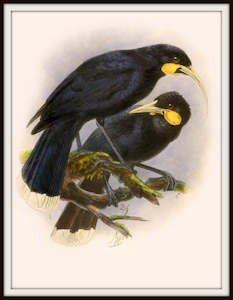 Bullers Birds - Huia Birds Vintage Print
