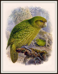 Bullers Birds - Kakapo Vintage Print
