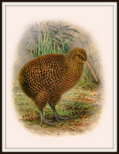 Bullers Birds - Kiwi Vintage Print