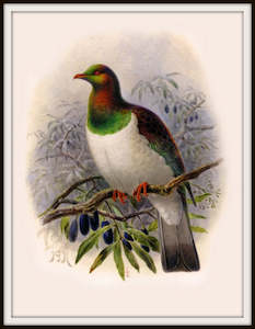 Bullers Birds - Keruru Vintage Print