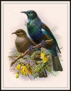 Nz Native Bird Vintage Prints Bullers Birds: Bullers Birds - Vintage Tui Native Bird Print
