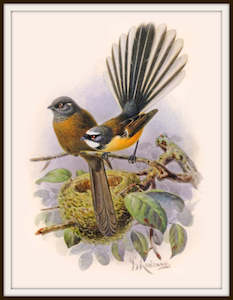 Nz Native Bird Vintage Prints Bullers Birds: Bullers Birds - Fantail Vintage Print