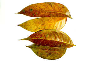 Blackwater: Mahogany Leaves 20 Pack