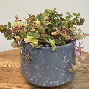 Callisia Sweet Bubbles Plant