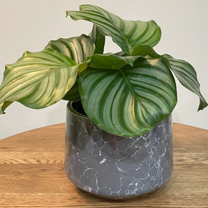 Plants: Calathea Orbifolia Plant