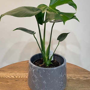 Plants: Monstera Plant