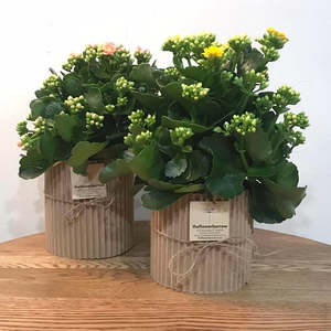 Plants: Flowering Plant