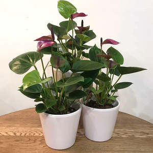 Plants: Anthurium Plant