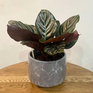 Plants: Calathea Ornata Plant