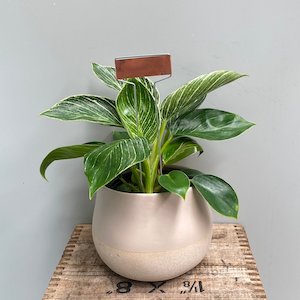 Plant Accessories: Copper Plant Label