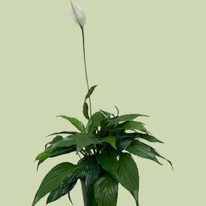 Garden 1: Royal Spathiphyllum ( Peace Lily)