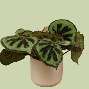 Begonia Mosoniana & Ceramic Planter Pot