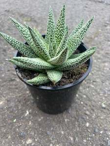 Gasteria