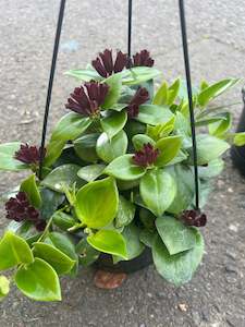 Gifts Under 50: Aeschynanthus Mona Lisa