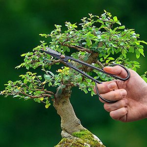 Pruning: Bonsai Shears - Slim