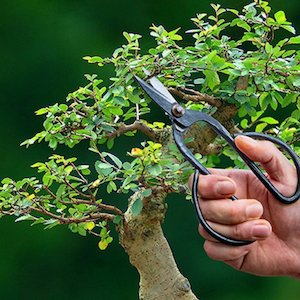 Pruning: Bonsai Shears - Large
