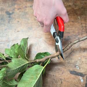 Okatsune Pruning Shears - #101