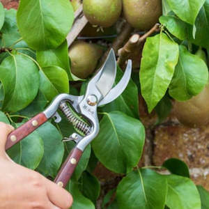 Pruning: Burgon & Ball - National Trust Secateurs