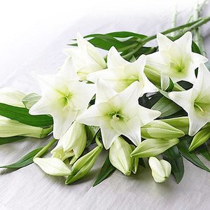Flowers: Christmas Lilies, wrapped