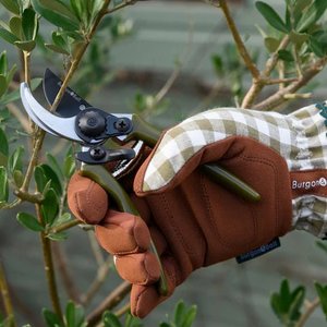Burgon Ball: Burgon & Ball - Collectors Olive Micro Secateurs