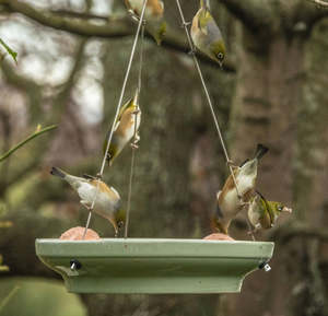 Splash & Feed Bird Bath