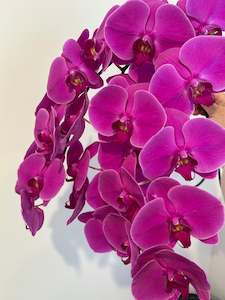 The Mothers Day Edit: Phalaenopsis Stems~ hot pink