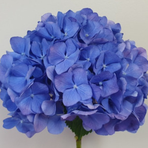 The Spring Edit 1: Hydrangea bundle