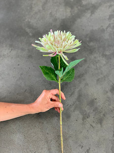 Products: Chrysant theflowermerchant