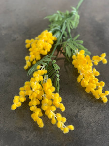 Products: Mimosa theflowermerchant
