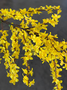 Products: Forsythia theflowermerchant