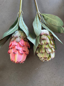 Products: Brown Tipped Pink and Brown Tipped Green Protea theflowermerchant