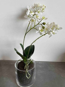 Potted Orchid theflowermerchant