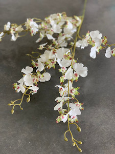 Products: White Dancing Orchid theflowermerchant