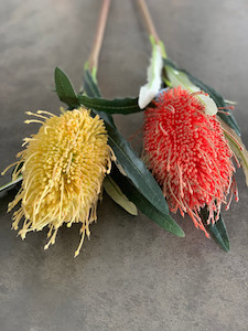 Banksia theflowermerchant