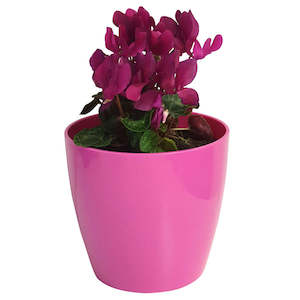 Rio Cover Pots: Rio Coloured Cover Pots