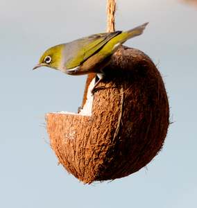 Coconut Bird Feeders