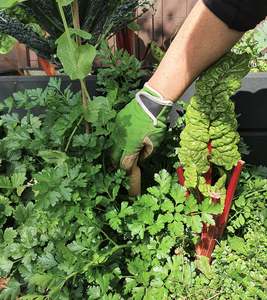 Sprout Garden Gloves