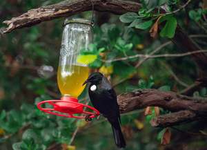 Outdoor: Nectar Bird Feeder and Nectar Food