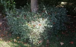 50 x Teucrium fruticans. Silver Germander. Fast growing silver grey hedge. - onl&hellip;